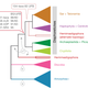 The six previously established eukaryote super-groups and Diaphoretickes supra-group, plus the new hemimastigotes supra-group proposed in the new study. Animals and fungi are in the Amorphea super-group, while plants fall under Archaeplastida + Picozoa.